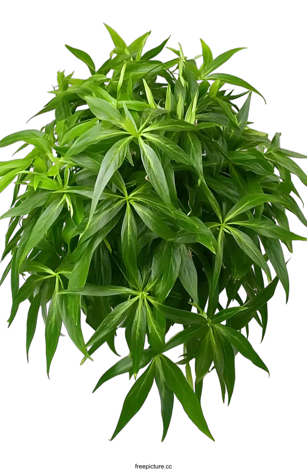 [Transparent Background PNG]Green Variegated Leaf Plant On White Background