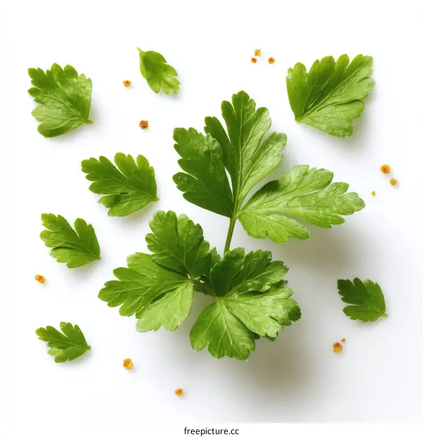Fresh Parsley Leaves with Orange Seeds Isolated on White