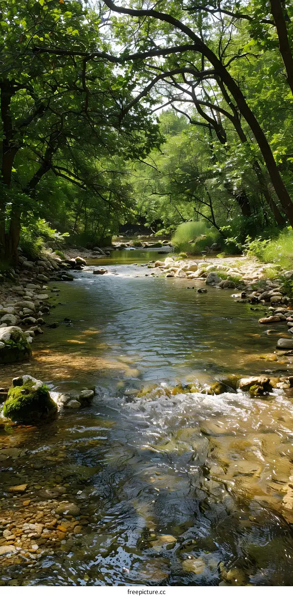 stones in the river in the green forest