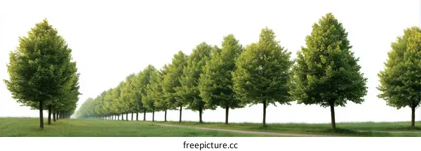 Row of Trees in a Field Against a White Background