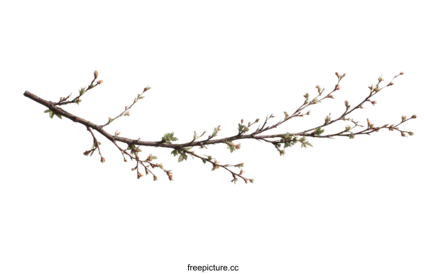 [Transparent Background PNG]Spring Branch with Buds and New Leaves