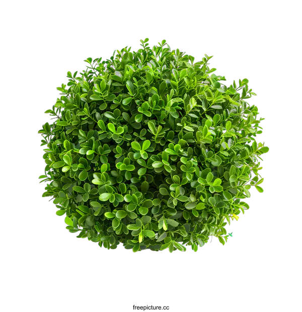 [Transparent Background PNG]Green Bush Plant Isolated on White Background