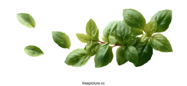 [Transparent Background PNG]Fresh Basil Leaves Isolated on White Background
