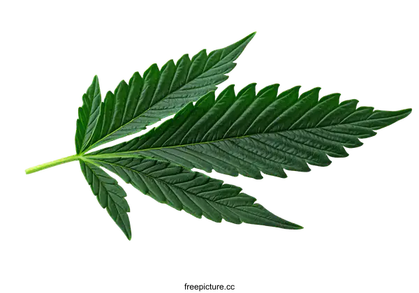 [Transparent Background PNG]Close-up Image of Cannabis Leaf