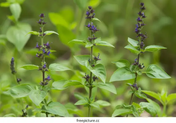 Close up of basil plant with purple flowers