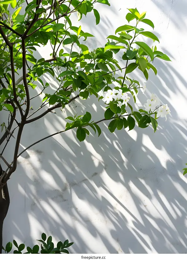 Green Leaves and White Flowers Against a White Wall