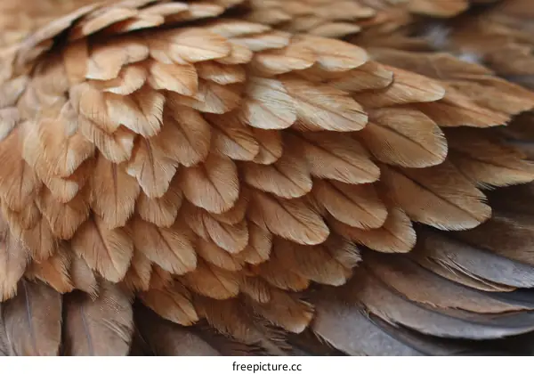 Close-up View of a Birds Feathered Wing