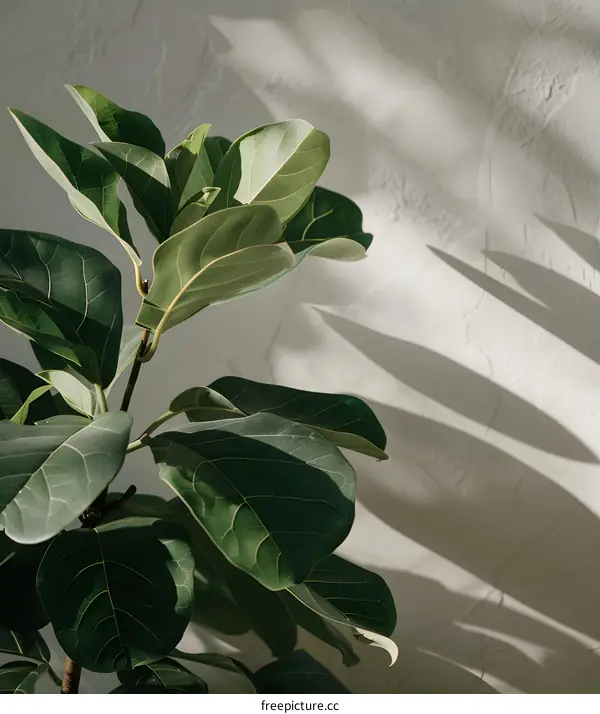 Green Leaves Against a White Wall