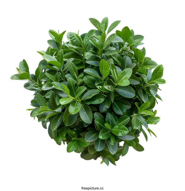 [Transparent Background PNG]Green Bush Isolated on White Background
