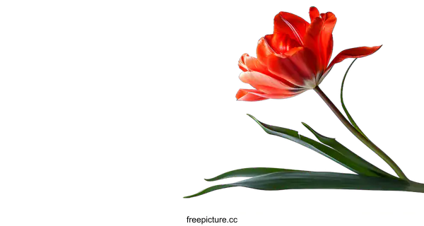 [Transparent Background PNG]A red tulip in full bloom against a white background