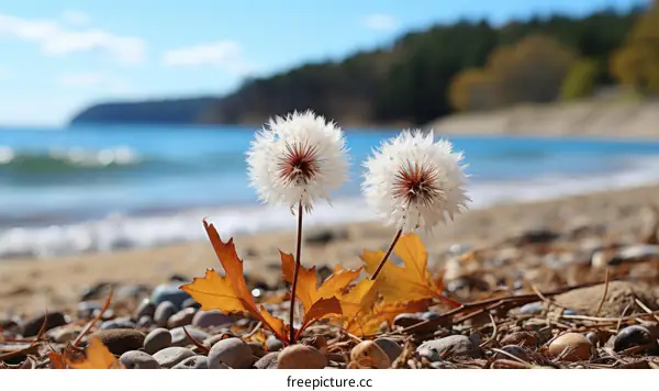 Two white fluffy dandelions on a pebble beach with blurred background of blue lake and trees