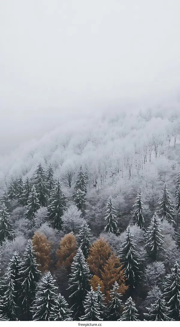Winter Forest With Fog and Snow