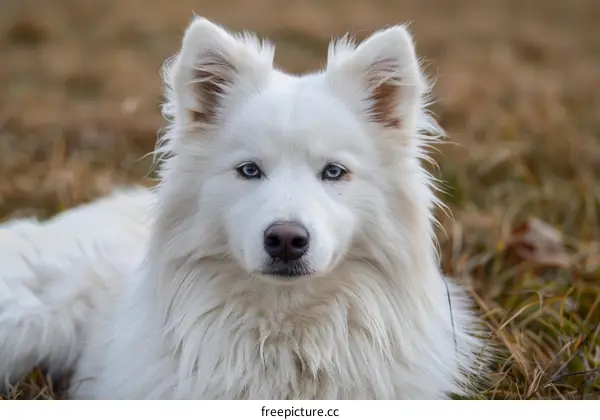 A white dog with blue eyes is lying in the grass