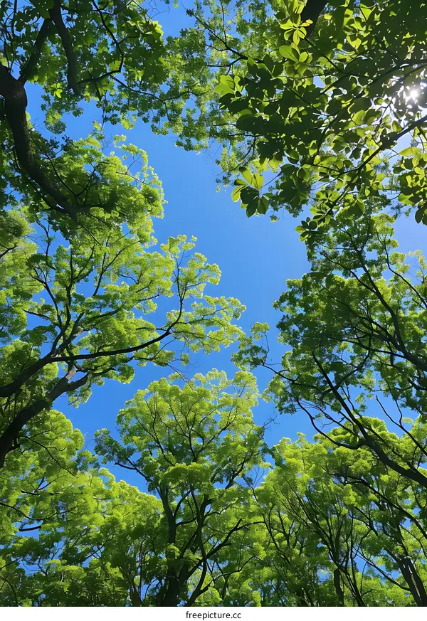 Looking Up at the Sky Through the Trees
