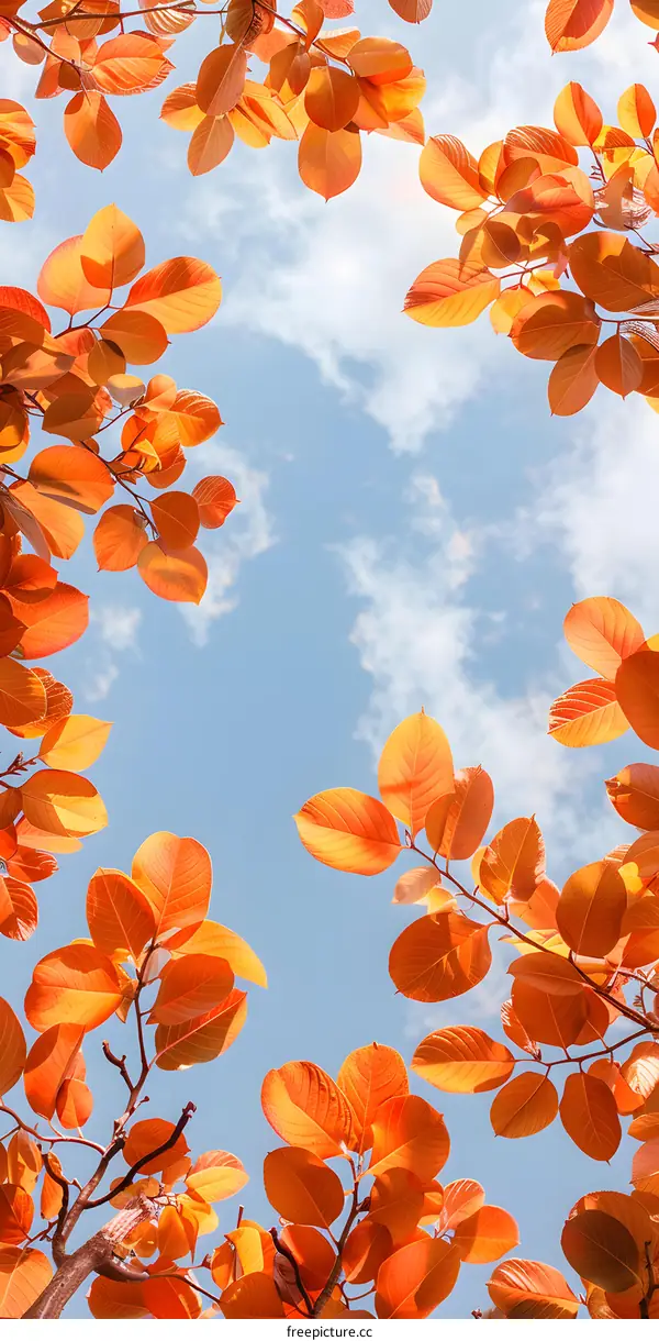 Autumn Leaves Frame Sky Background