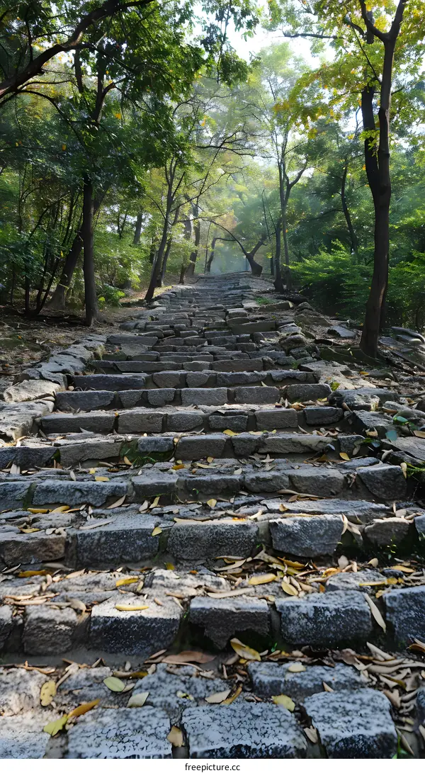 Stone stairs in the woods