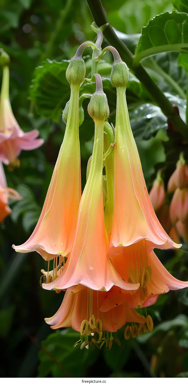 Close Up of a Group of Orange Flowers