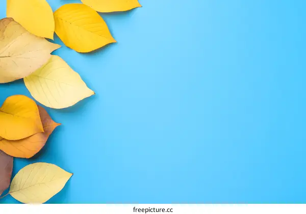 Autumn Yellow Leaves on Blue Background