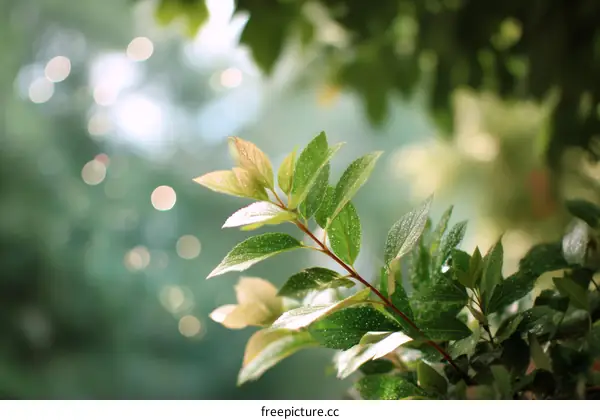 Dewy Leaves in the Sunlight