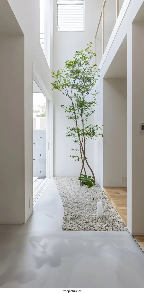 Modern White Interior Design with a Small Tree in a Corner