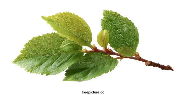 [Transparent Background PNG]Fresh Green Leaves on Branch