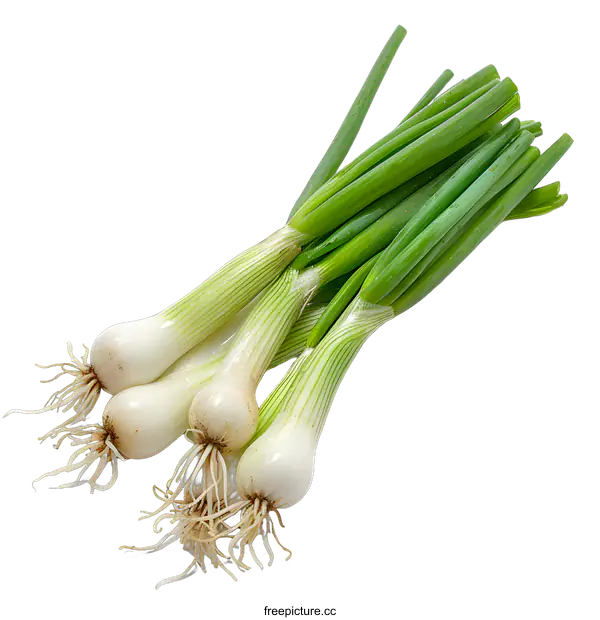 [Transparent Background PNG]Green onions on a white background