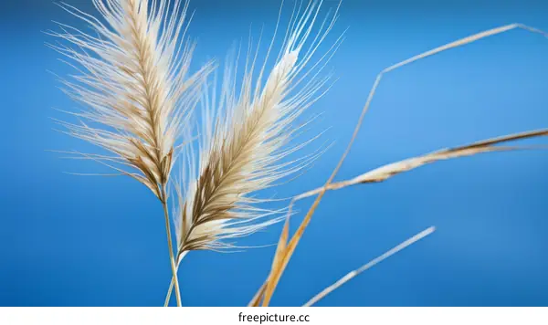 Two wheat stalks with white fluffy ends against a blue sky background