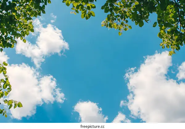 Blue Sky with White Clouds and Green Tree Leaves