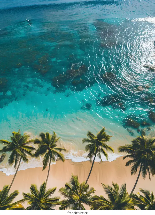 Aerial View of Palm Trees on Tropical Beach