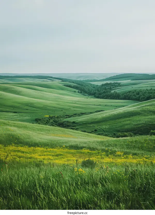 A Verdant Landscape of Rolling Hills Adorned with Yellow Blossoms