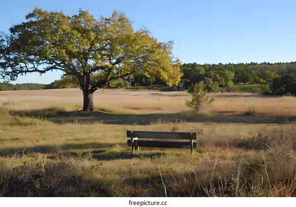 A wooden bench sits in a field of tall grass near a large tree.
