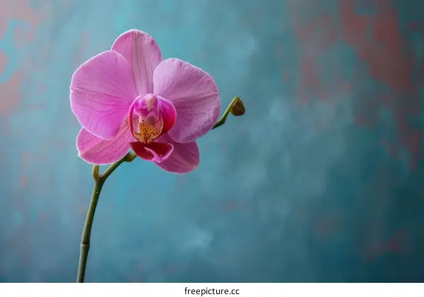 A beautiful pink orchid flower in full bloom against a blue background
