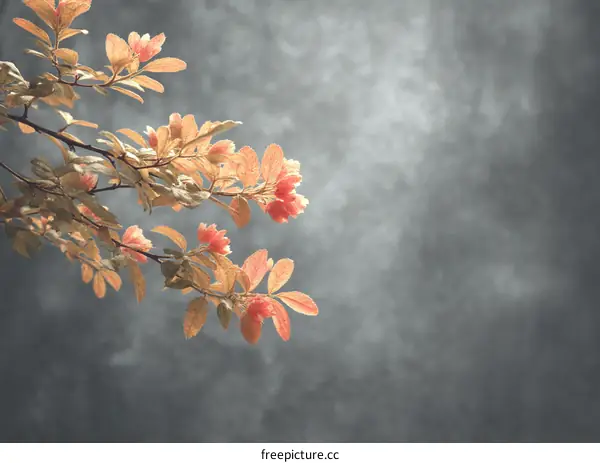 Delicate Spring Blossoms Against a Soft Background