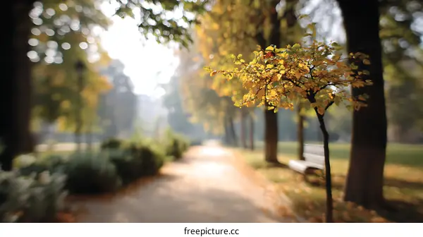 Autumn Park Pathway with Golden Leaves