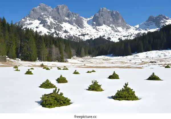 Snowy Mountain Range Landscape With Pine Trees