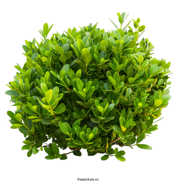 [Transparent Background PNG]Green Bush Isolated On White Background