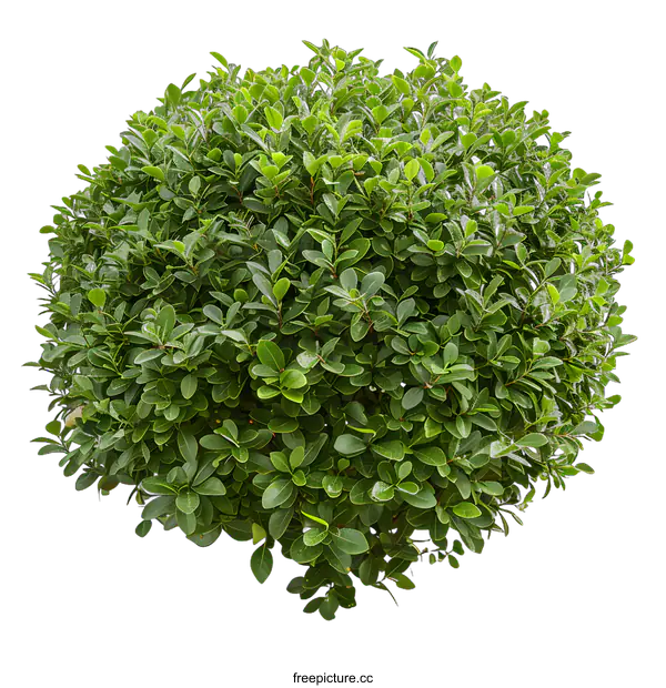 [Transparent Background PNG]Green Bush With White Background