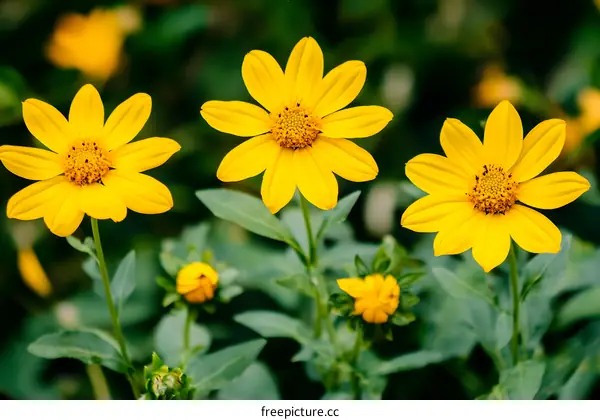Closeup of Three Yellow Flowers in a Garden