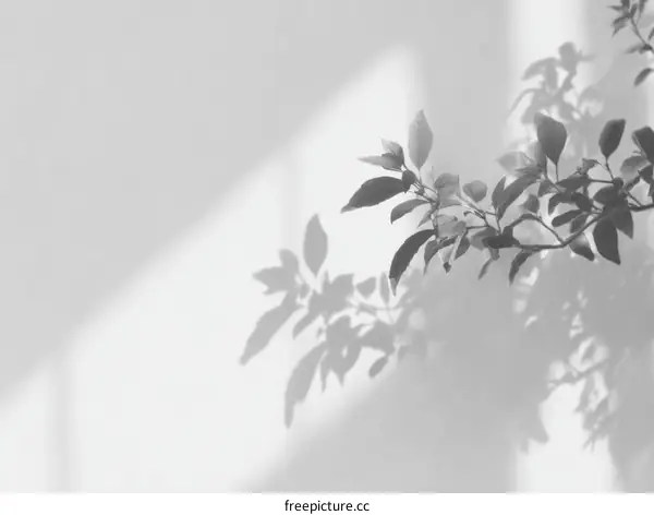 Shadow of Leaves on a White Wall