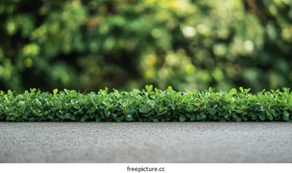 Fresh Green Plants on Gray Stone