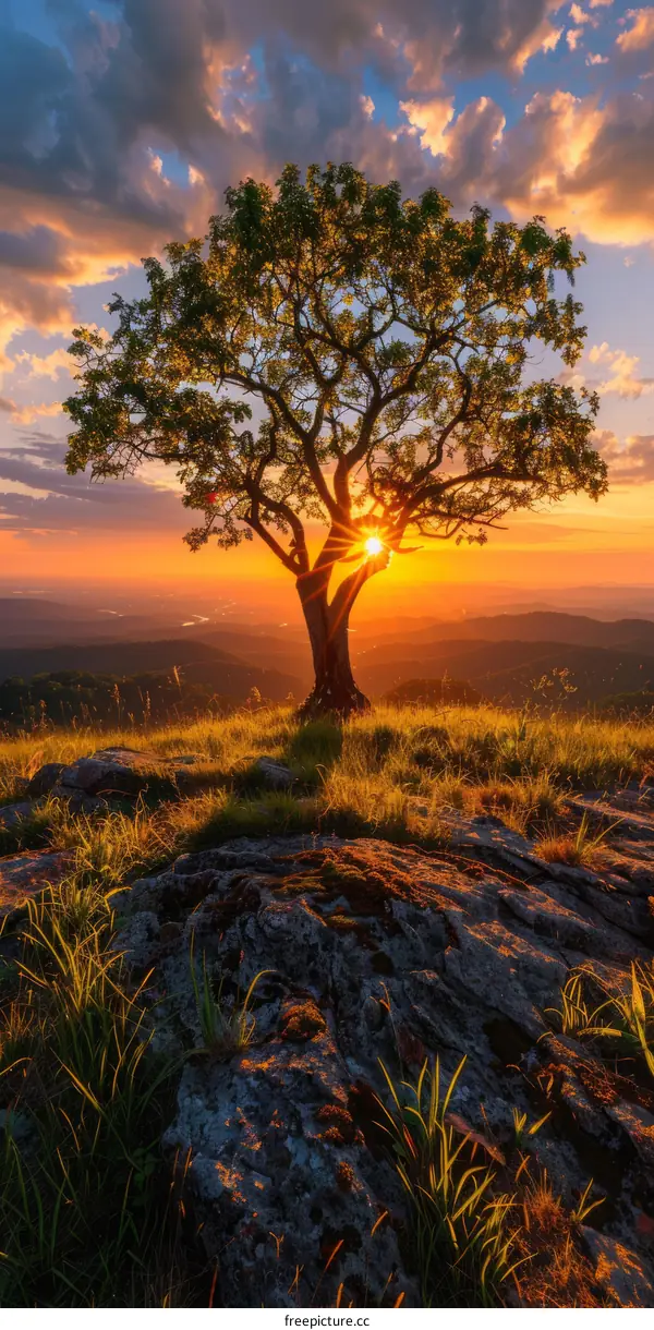 Lonely Hilltop Tree at Sunset