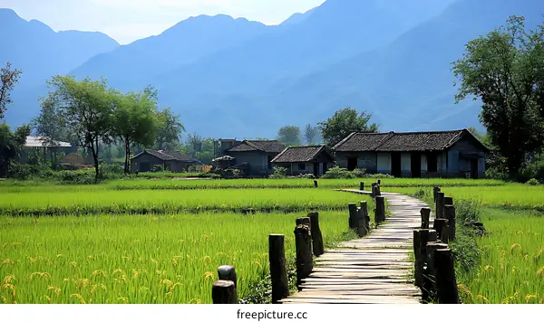 Tranquil Rice Paddy Landscape with Mountain View