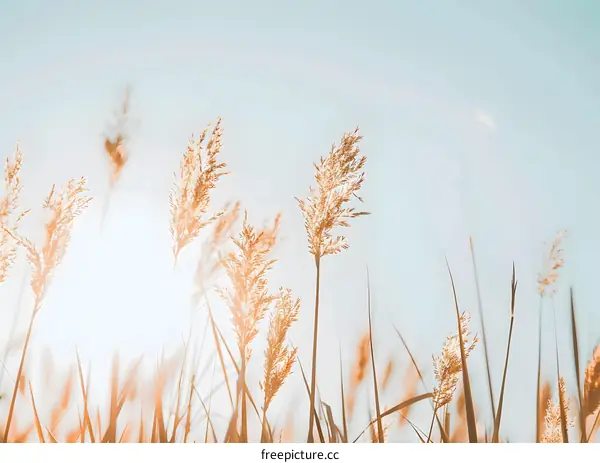 Closeup Of Brown Grass Under Blue Sky