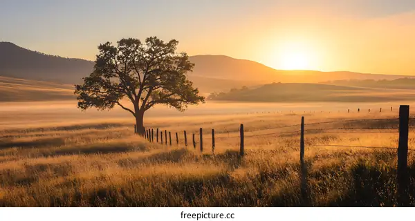 Sunrise Over a Field with a Lone Tree