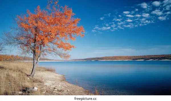 Autumnal Lake with Colorful Tree
