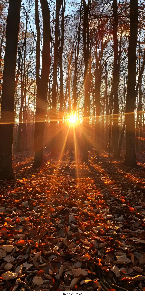 rays of sun shining through the trees in autumn forest
