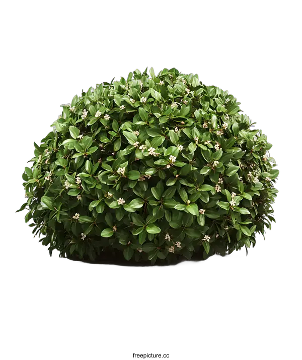 [Transparent Background PNG]Green Bush With White Flowers Isolated On White Background
