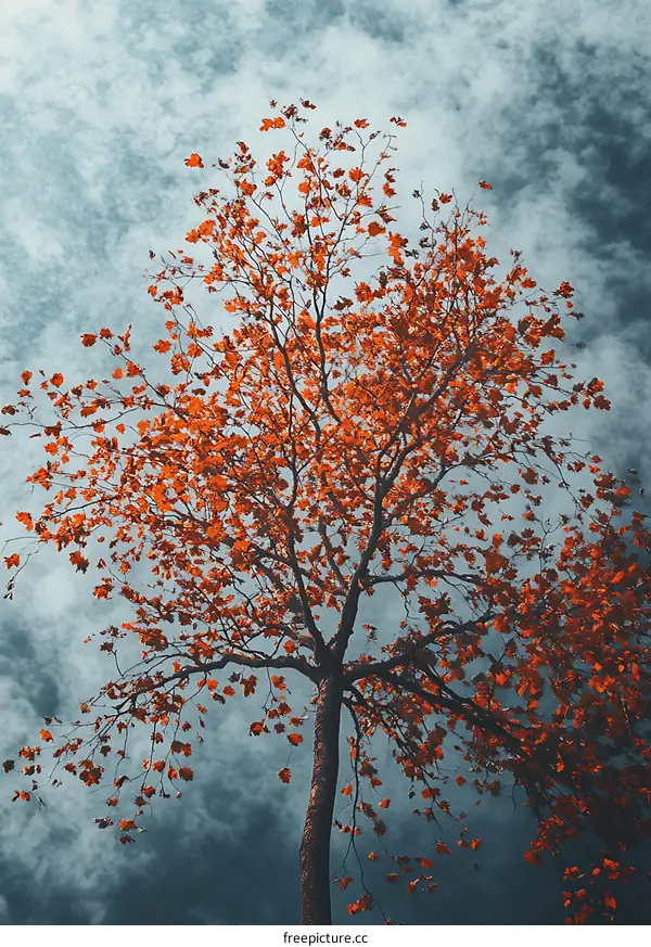 Autumn Tree With Orange Leaves Against Cloudy Sky