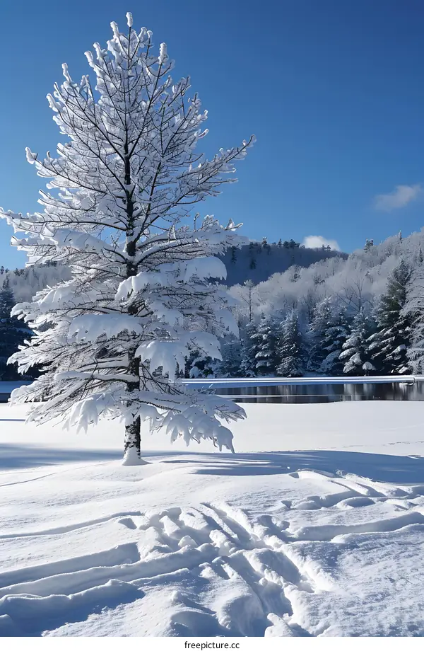 Snowy Tree by a Frozen Lake