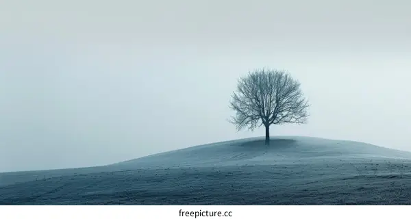 Tree on a hill in the middle of a foggy field